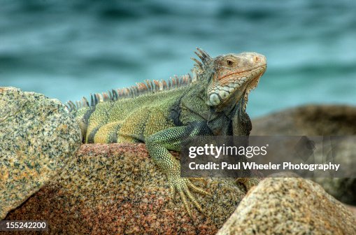 Iguana on rocks Iguana on rocks
