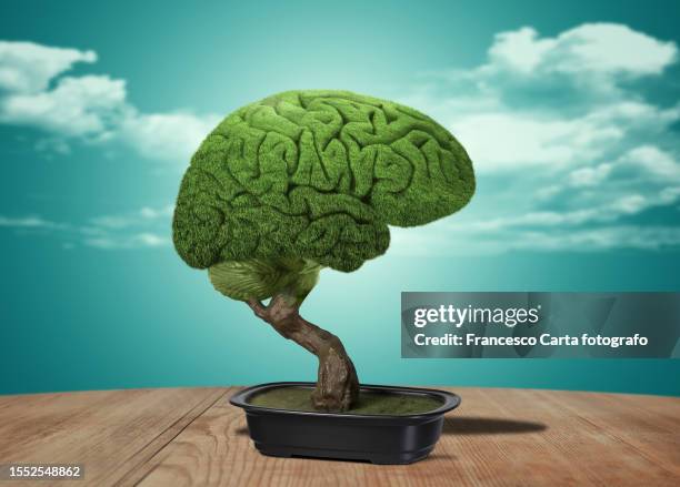 brain  the shape of a bonsai - tree man syndrome stock-fotos und bilder