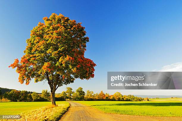 Autumn Single Tree 3,048 Single Tree Autumn Stock Photos, High-Res Pictures, and Images ...