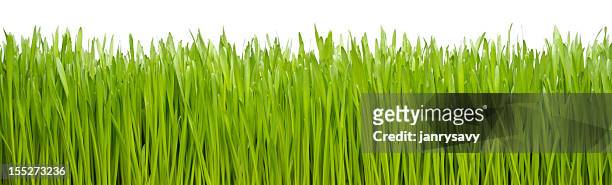 grass - kweekgras stockfoto's en -beelden
