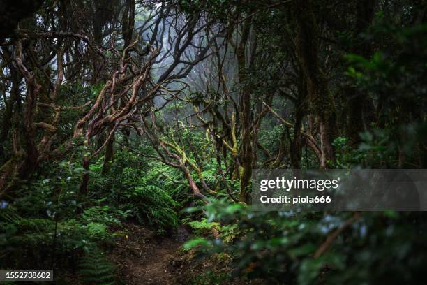 biodiversity in laurel forest of anaga, unesco biosphere reserve in tenerife - luchtvochtigheid stockfoto's en -beelden