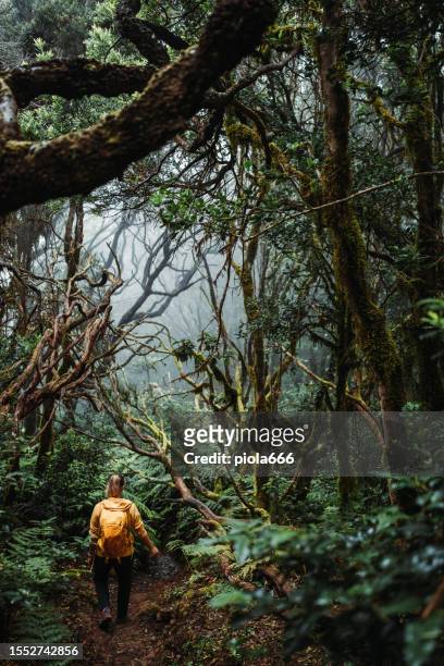 lone woman hiking in laurel forest of anaga in tenerife - tenerife stock pictures, royalty-free photos & images