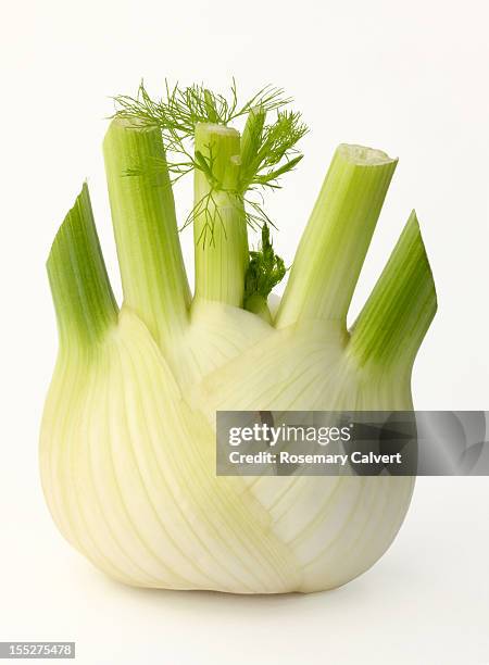Fresh Fennel Bulb On White Background, Foto de stock