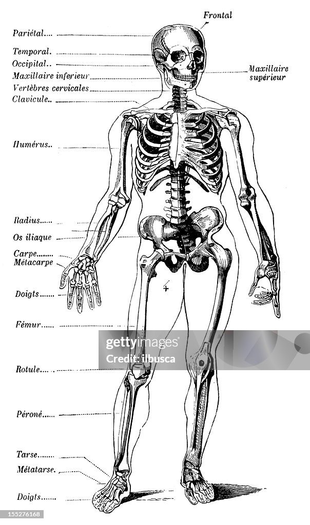 Human skeleton with French tags