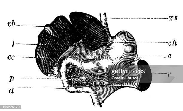 human organs - spleen stock illustrations