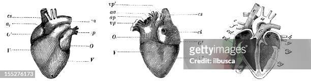 ilustraciones, imágenes clip art, dibujos animados e iconos de stock de corazón humano (parte frontal, nuevamente, sección - human anatomy organs back view