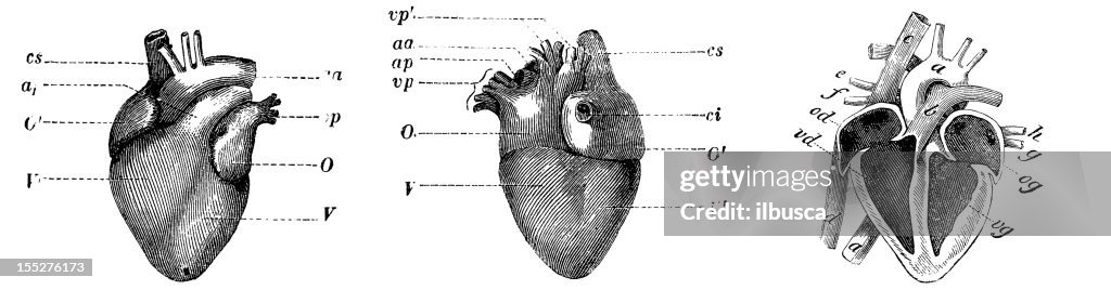 人間の心臓（前、後ろ、セクション）