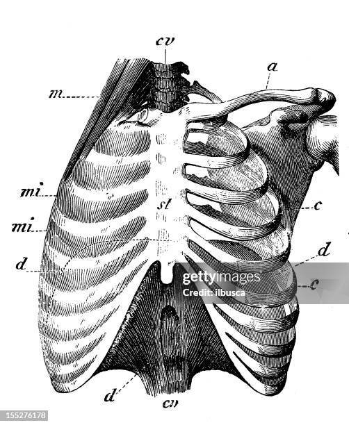 572 Rib Diagram Stock Photos, High Biology Diagrams