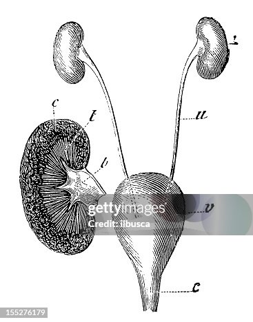 Urinary system Urinary system