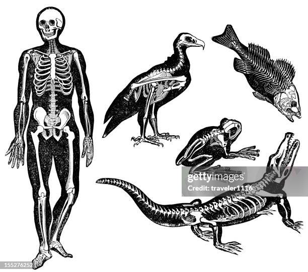 stockillustraties, clipart, cartoons en iconen met different animal skeletons - krokodillenfamilie