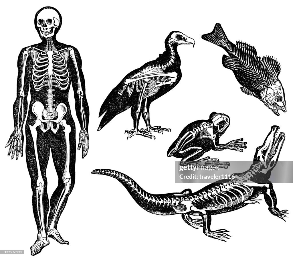 Different Animal Skeletons High-Res Vector Graphic - Getty Images