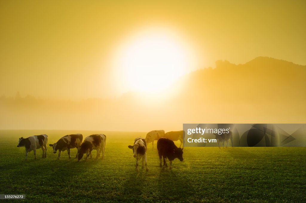 Kühe auf einer Wiese bei Sonnenaufgang