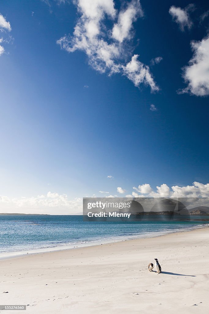 Magellanic Penguin Couple Falkland Islands Anartica Polar Zone