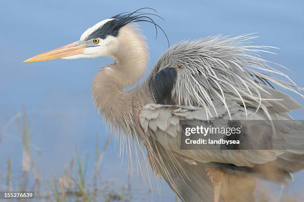 great blue heron displaying plumes - great blue heron stock pictures, royalty-free photos & images