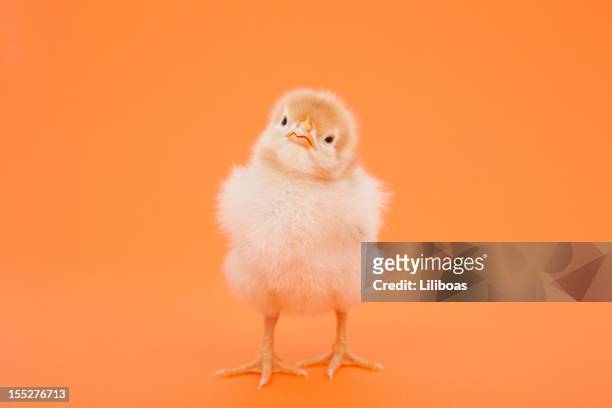 easter chick with cute expression - young bird stock pictures, royalty-free photos & images