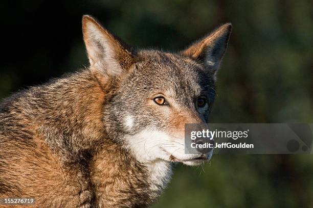 red wolf at rest - endangered species united states stock pictures, royalty-free photos & images