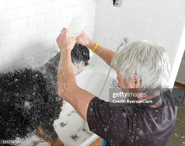 bathing a bernese mountain dog. - dog shaking stock pictures, royalty-free photos & images