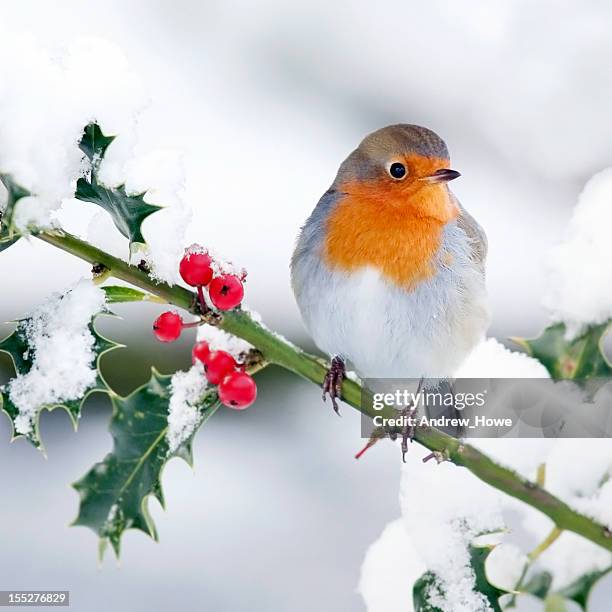 robin im schnee - rotkehlchen stock-fotos und bilder