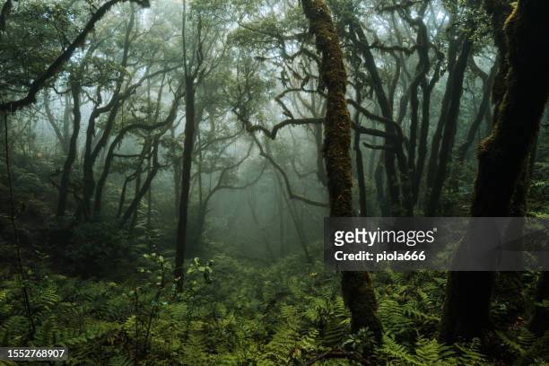 misty and foggy forest ecosystem of anaga, unesco site in tenerife - canopy stock pictures, royalty-free photos & images
