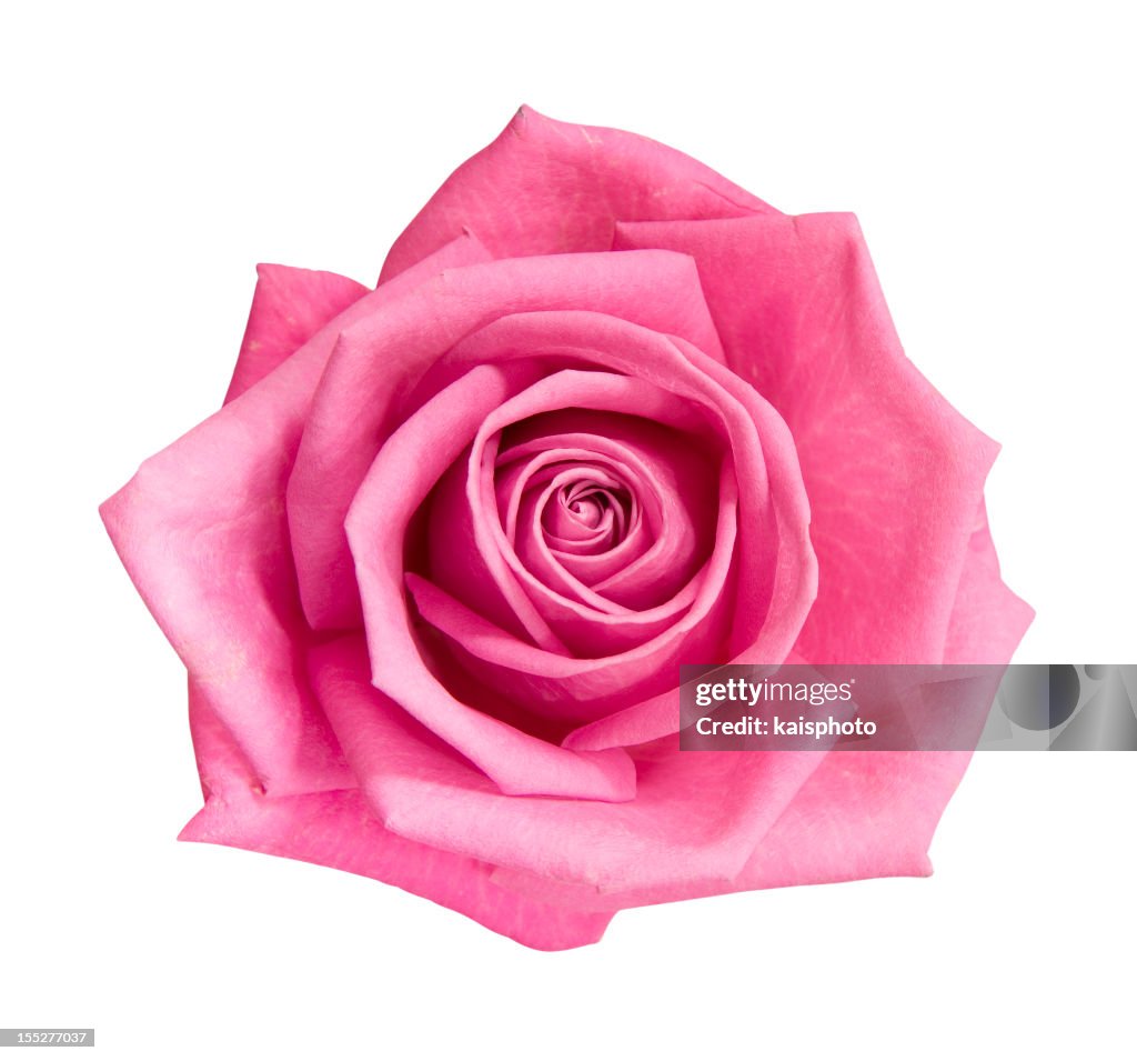 Rosa perfetto