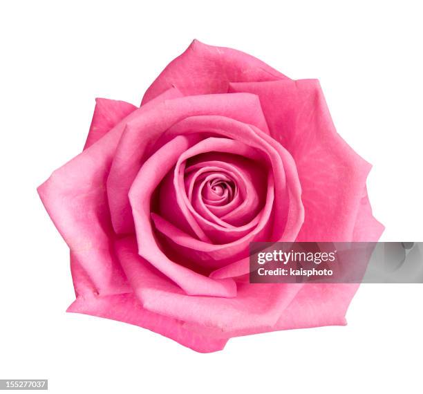 perfect pink rose - rosa bildbanksfoton och bilder