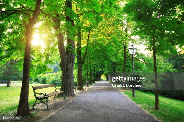sunrise in a green park - avenue stock pictures, royalty-free photos & images