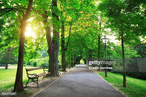 sunrise in a green park - pedestrian walkway 個照片及圖片檔