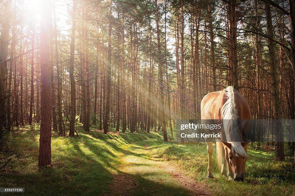 Geruhsamen Nachmittag im Wald