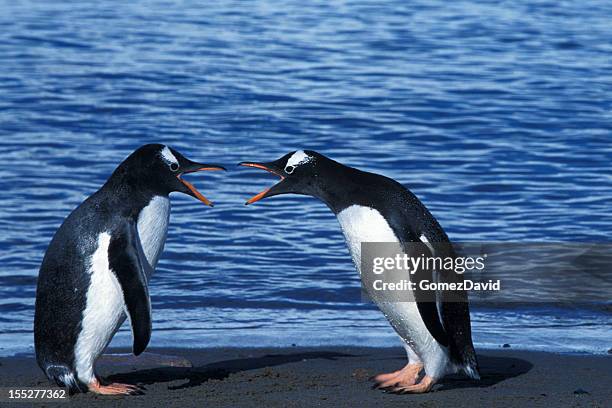 two arguing wild gentoo penguins - animals fighting stock pictures, royalty-free photos & images