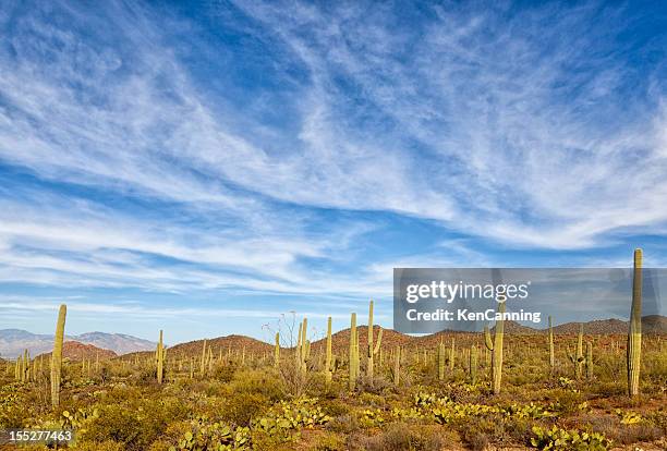 desert sky - saguaro national monument stockfoto's en -beelden