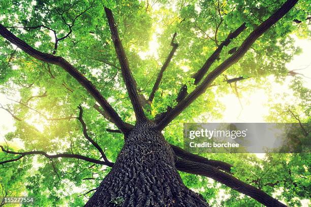 oak tree - directly below tree stock-fotos und bilder