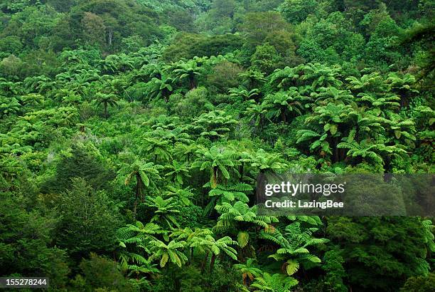 arbusto nativo de fundo, nova zelândia - nelson imagens e fotografias de stock