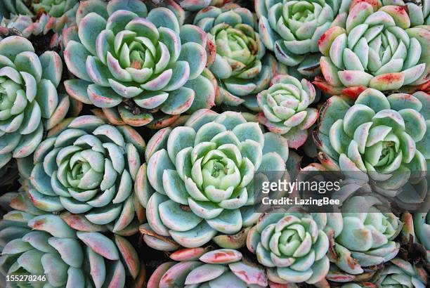 'hens and chicks' succulent - houseleek stock pictures, royalty-free photos & images