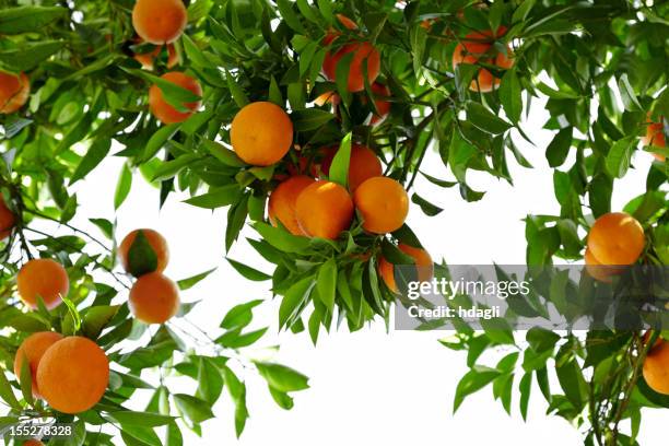 orange tree - orange tree stock pictures, royalty-free photos & images