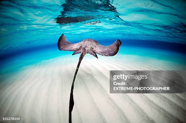 beautiful stingray - stingray stock pictures, royalty-free photos & images