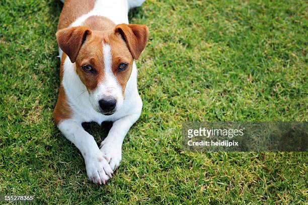 ein hund - jack russell terrier stock-fotos und bilder