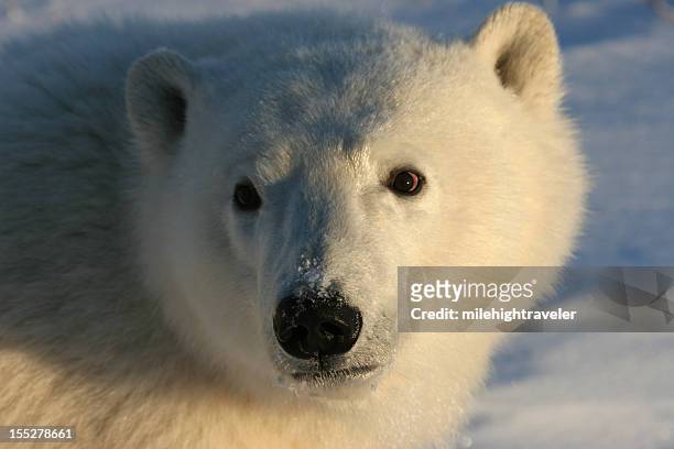 wild polar bear cub portrait hudson bay churchill manitoba - polar bear face stock pictures, royalty-free photos & images