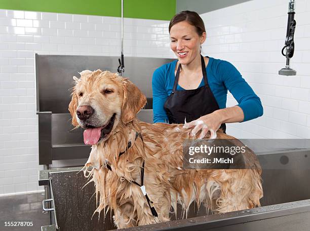 golden retriever sich ein bad im selbstbedienung hund waschen. - fellpfleger stock-fotos und bilder