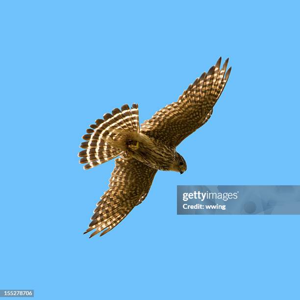 461 Merlin Bird Stock Photos, High-Res Pictures, and Images - Getty Images