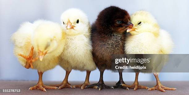 odd one out - different animals together stock pictures, royalty-free photos & images