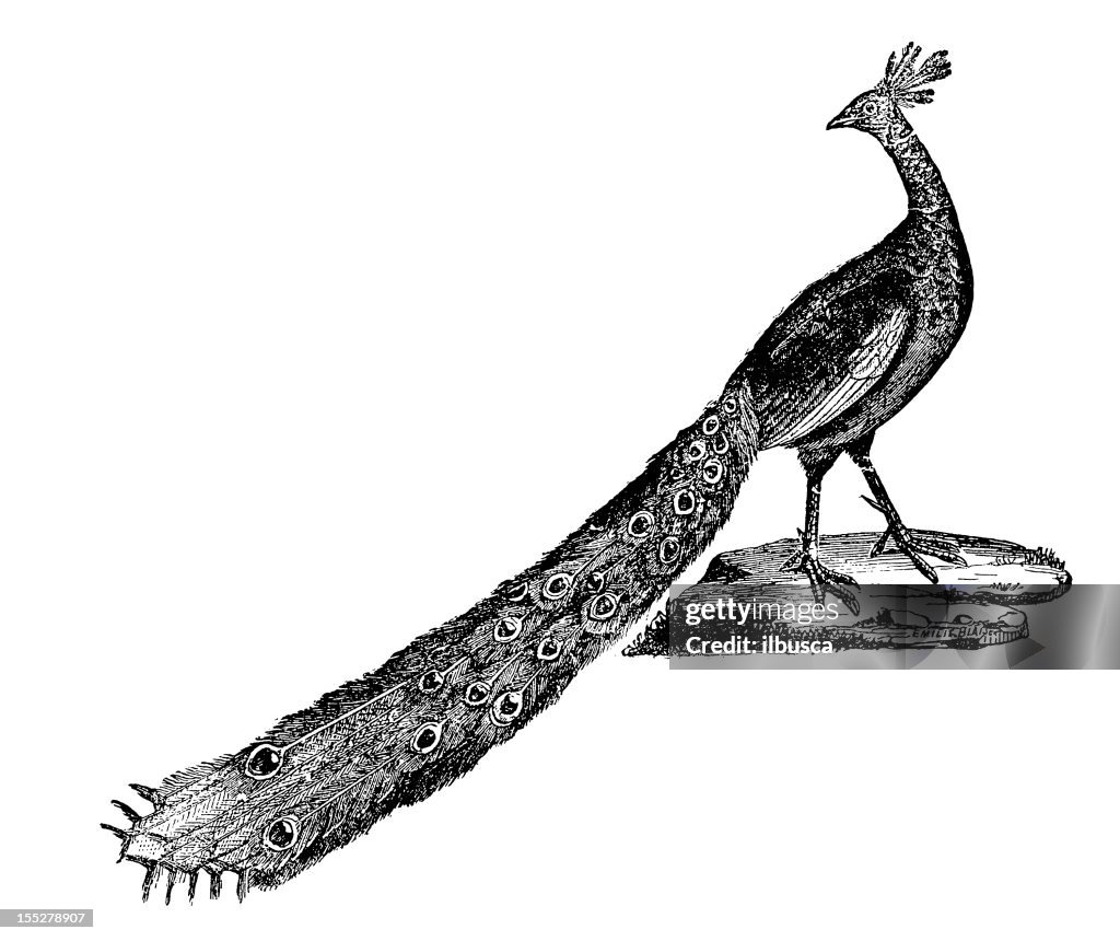 Blue Peafowl (Pavo Cristatus)