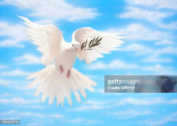weiße taube des friedens mit olive branch - doves stock-fotos und bilder