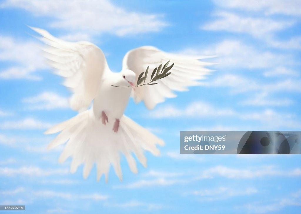 White Dove of Peace With Olive Branch