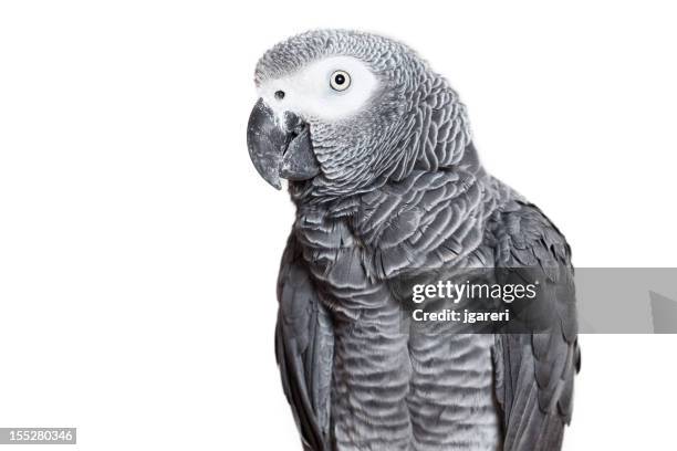 african grey parrot - grey parrot stock pictures, royalty-free photos & images