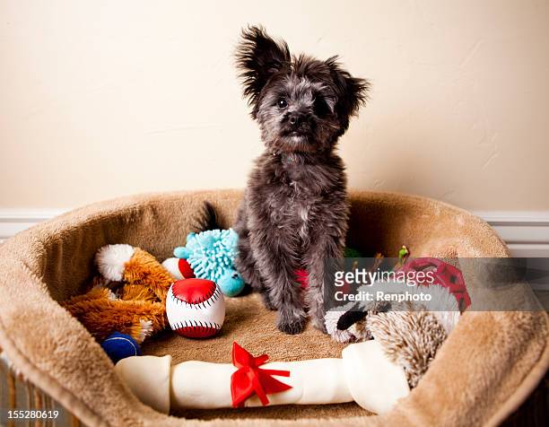 spoiled yorkiepoo puppy sitting in bed of toys - dog with a bone stockfoto's en -beelden
