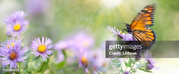 butterfly in nature - butterfly effect stockfoto's en -beelden