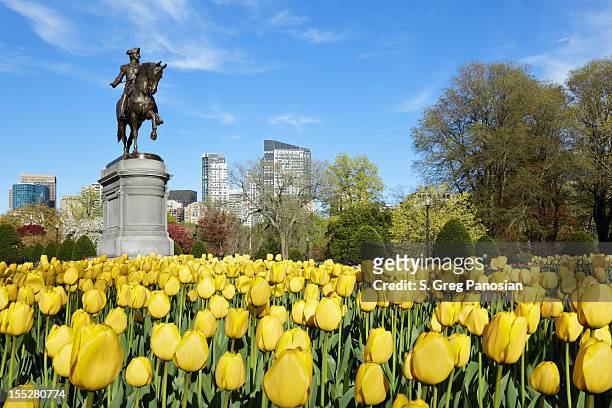 jardim público de boston - boston massachusetts imagens e fotografias de stock