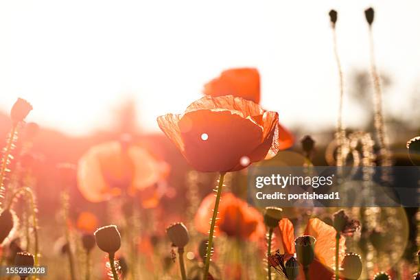 field of poppies - poppy flower bildbanksfoton och bilder