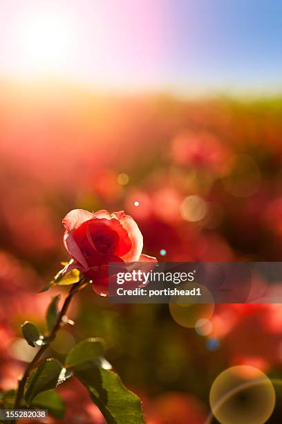 rose - roses in garden bildbanksfoton och bilder