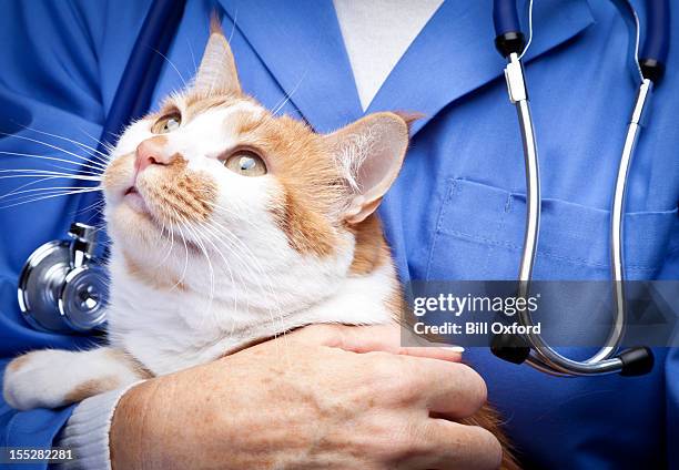 veterinário - gato imagens e fotografias de stock